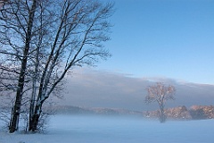 Tree Illuminated by Sun in Winter Fog in New Hampshire